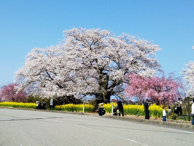 う川古代桜広場