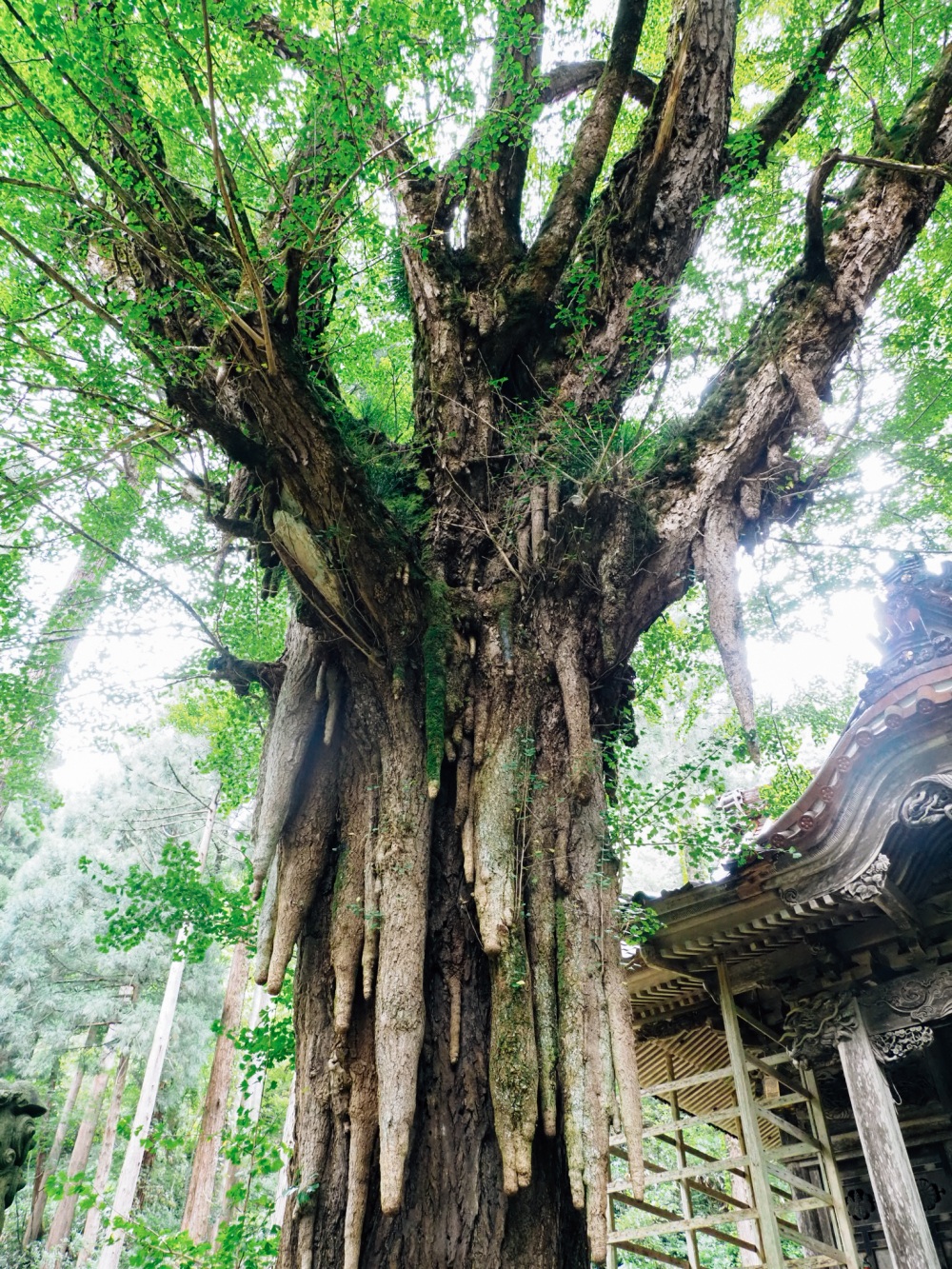 大杉神社イチョウ