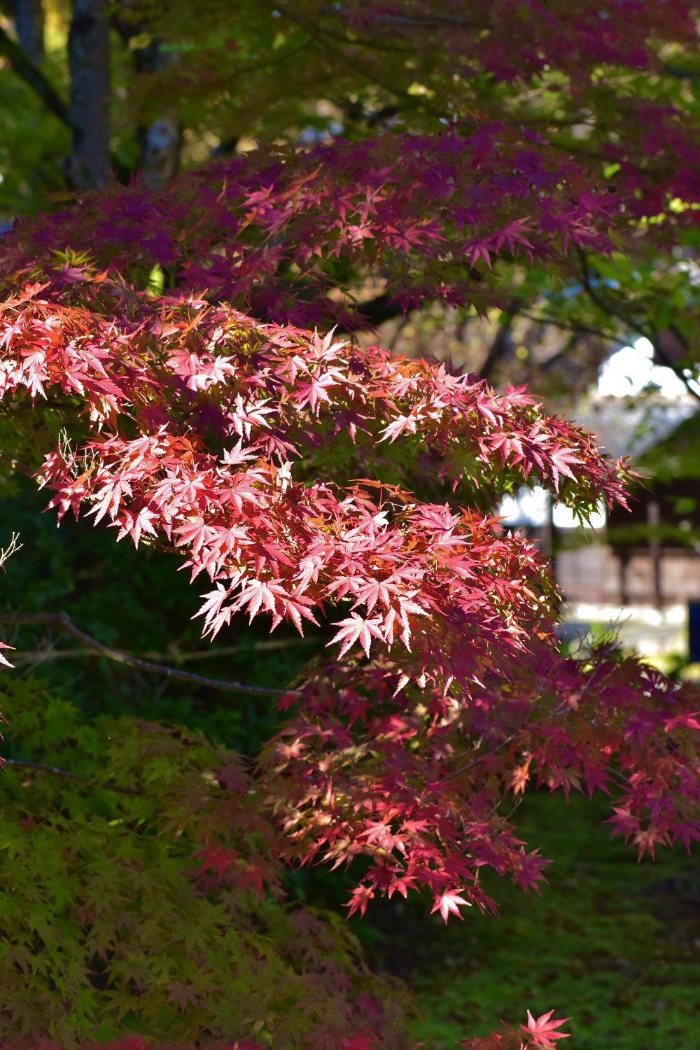 ゆのくにの森