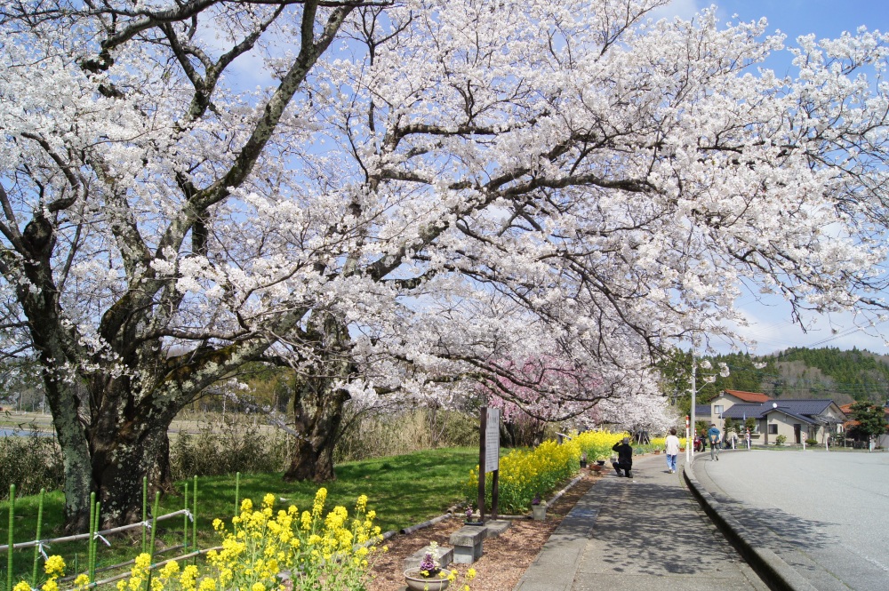 う川古代桜