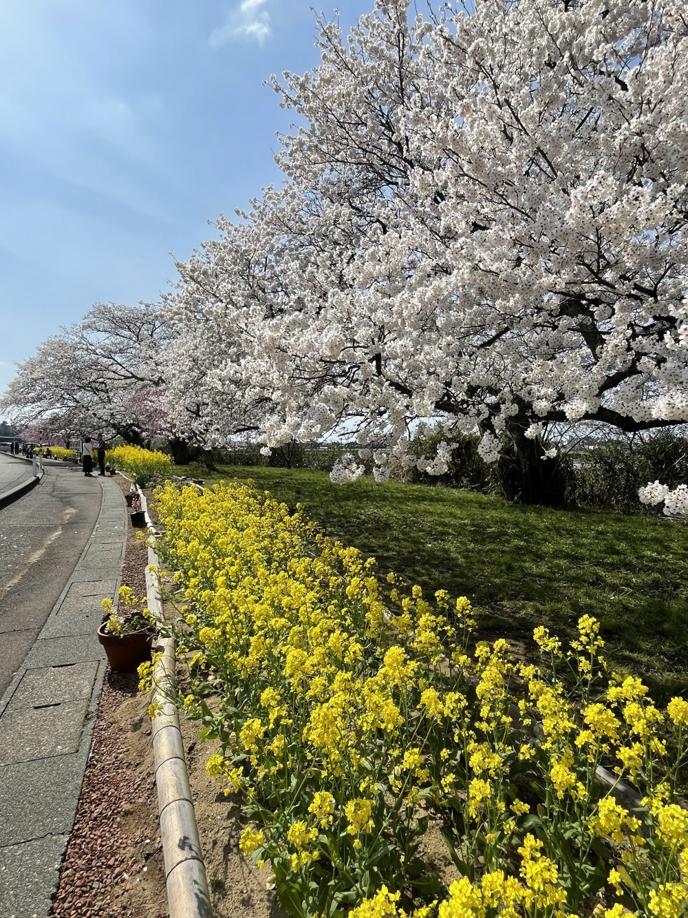 う川古代桜