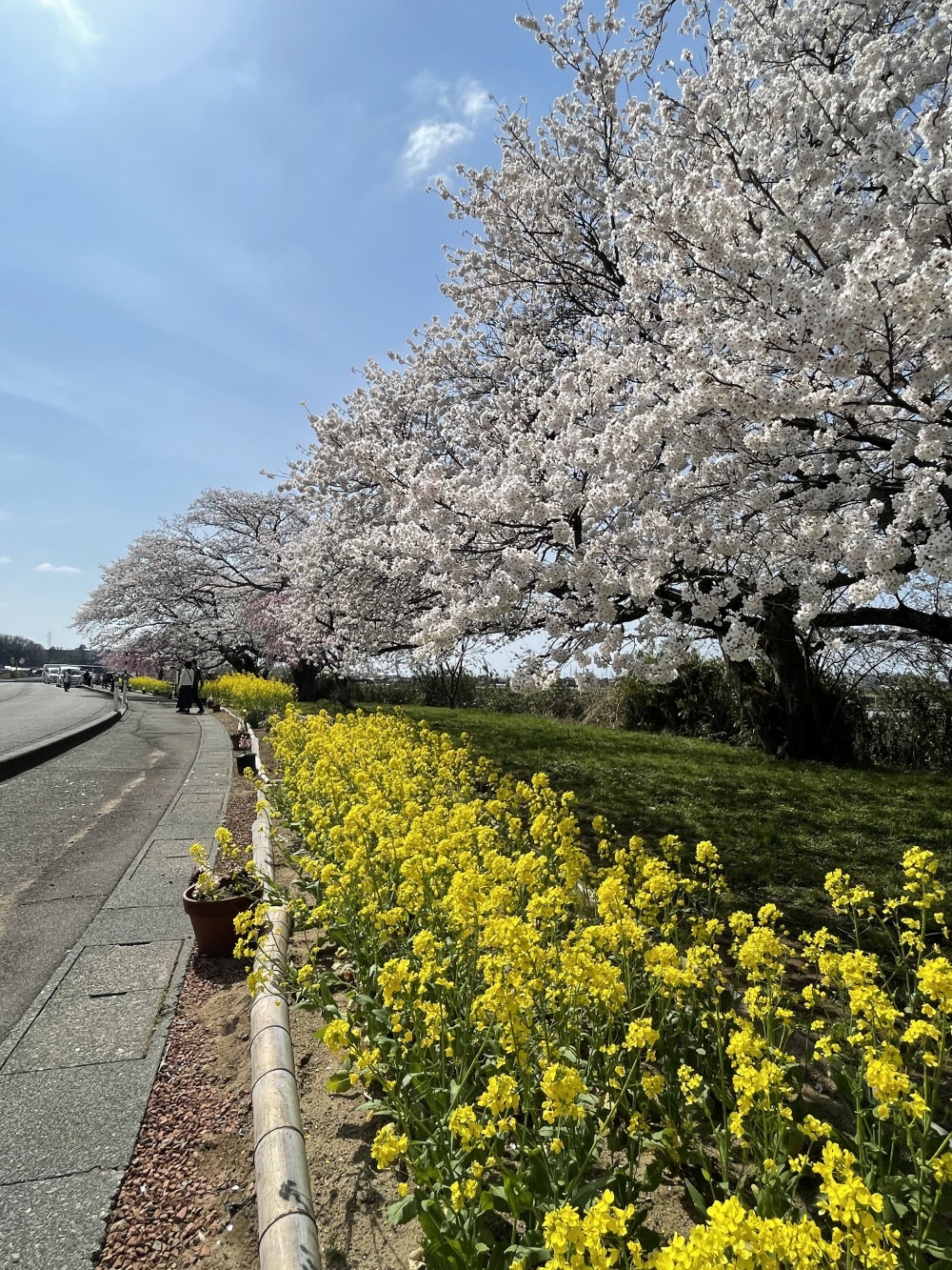 う川古代桜