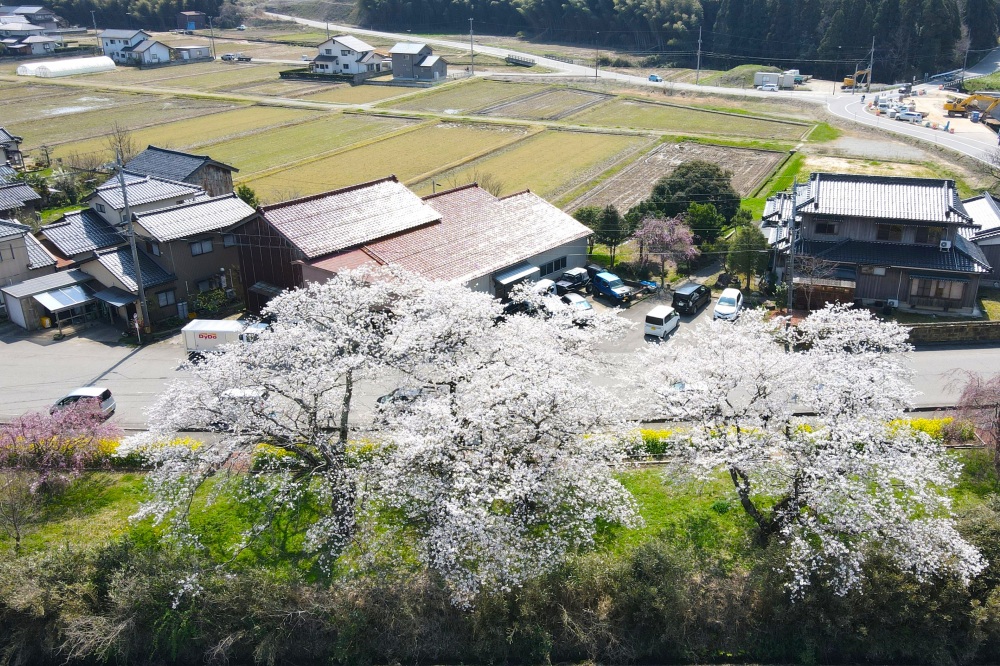 う川古代桜