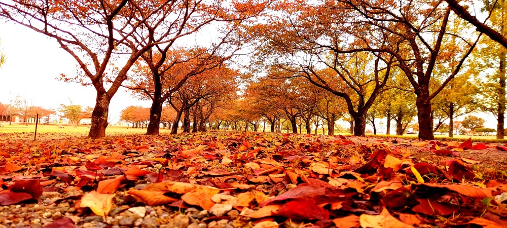 木場潟公園