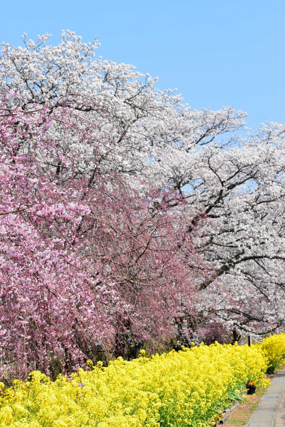 う川古代桜