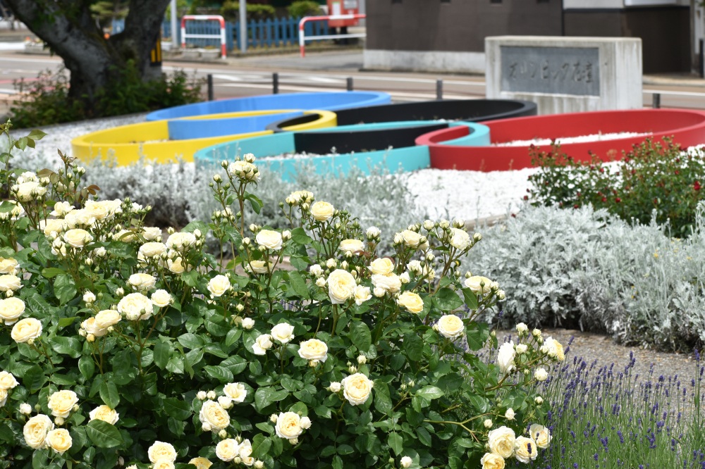 小松運動公園バラ園