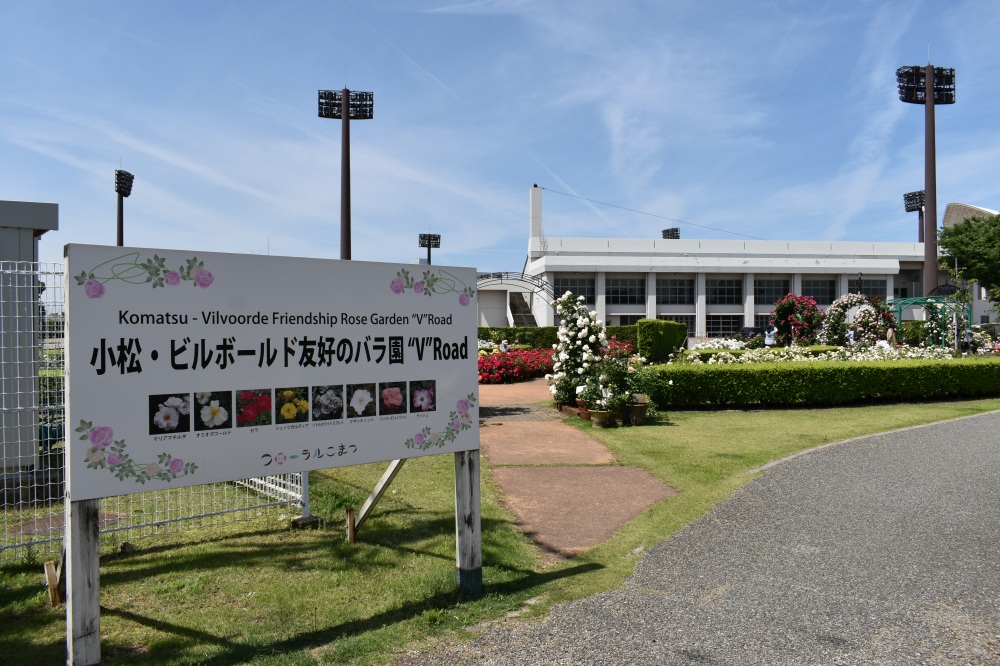 小松運動公園バラ園