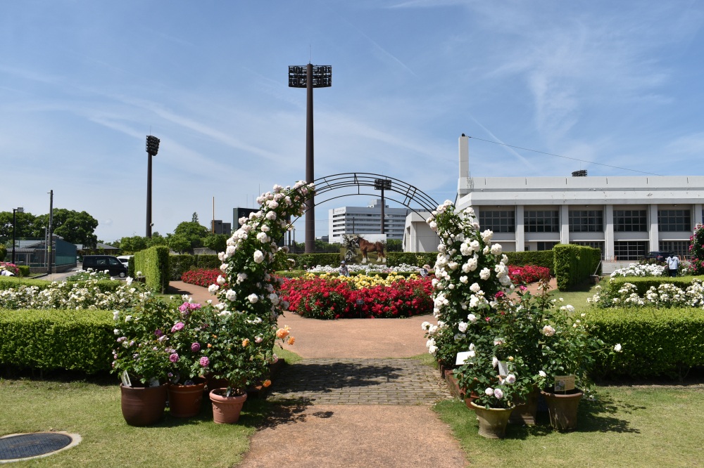 小松運動公園バラ園