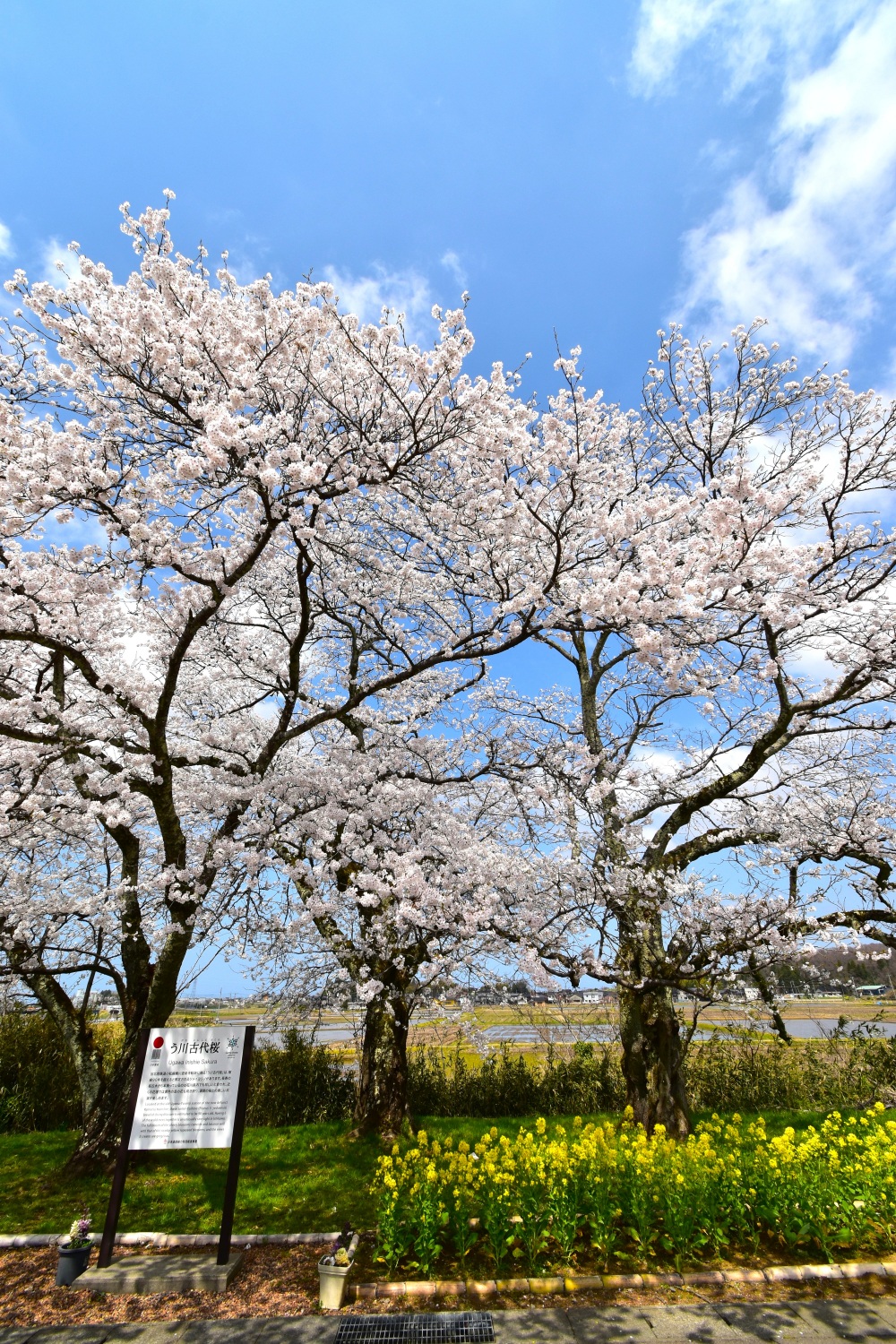 う川古代桜