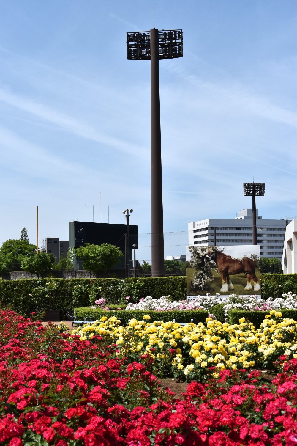小松運動公園バラ園