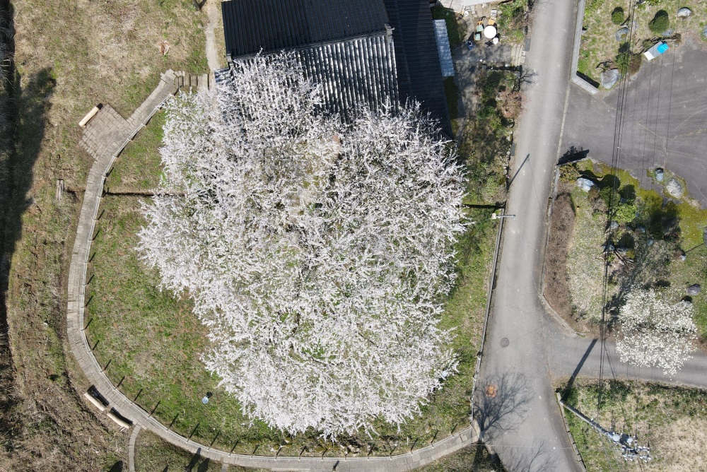 千恵子桜