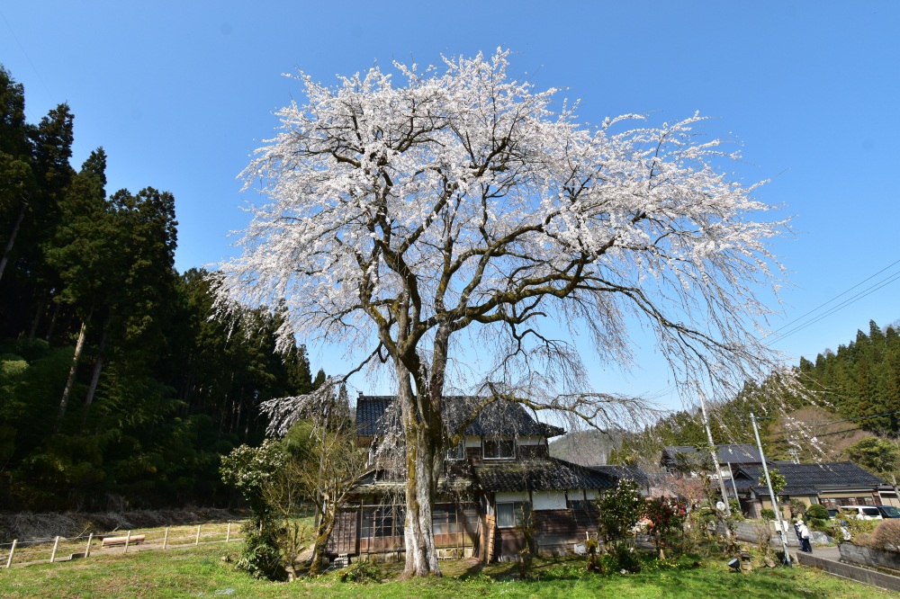 千恵子桜