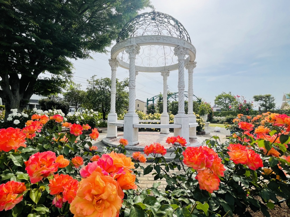 小松で花めぐり　麗しのバラ園