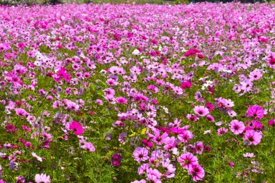 【小松市絶景スポット】 ここでしか見られない ”秋空に映えるコスモス畑”