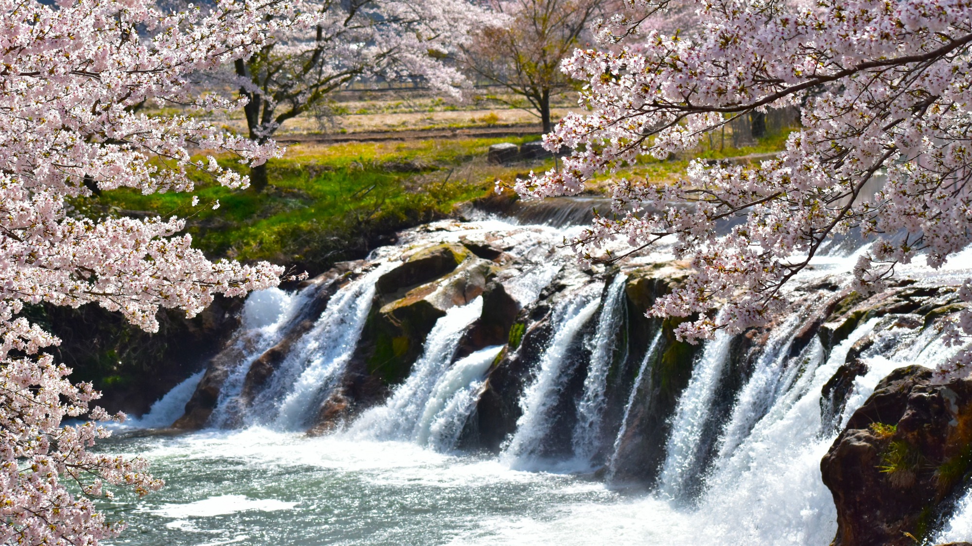 【小松市絶景スポット】 ここでしか見られない ”桜の名所・お花見スポット”