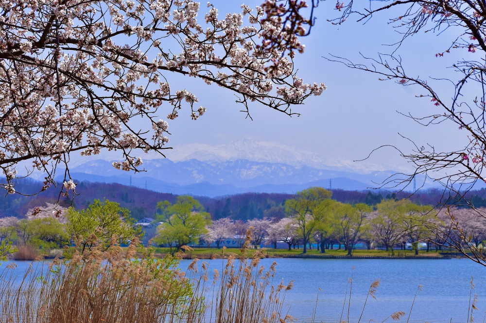 【小松市絶景スポット】 ここでしか見られない ”桜の名所・お花見スポット”
