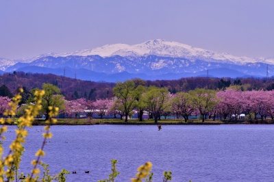 【小松市絶景スポット】 ここでしか見られない ”桜の名所・お花見スポット”