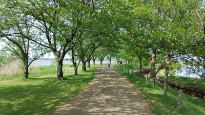【小松のアウトドア・スポット】 木場潟公園 ～ぐるり一周ウォーキング体験 ～