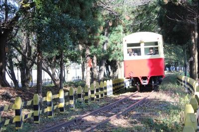 尾小屋鉄道の車両が木立の中を行く