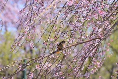 木場潟公園北園地