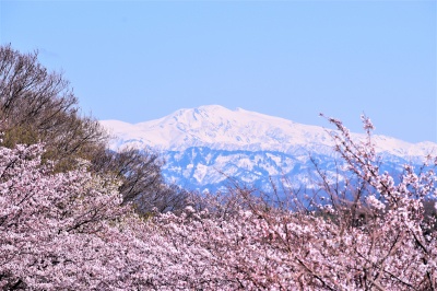木場潟公園の桜＆白山眺望