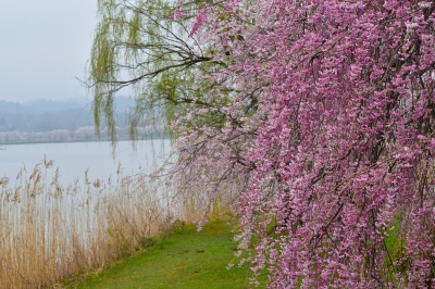 木場潟公園の桜＆白山眺望