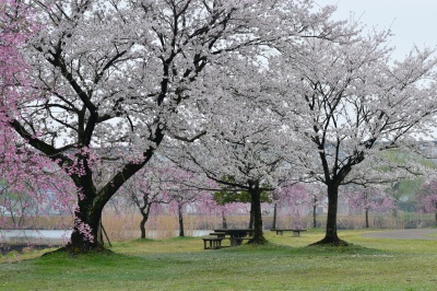 木場潟公園の桜＆白山連邦