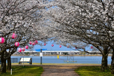中央園地の桜並木（カヌー競技場周辺）