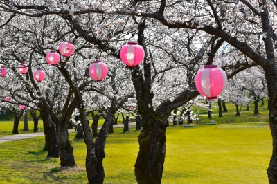 中央園地の桜並木（カヌー競技場周辺）
