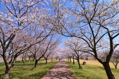 木場潟公園の桜並木