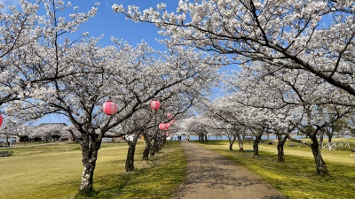 中央園地の桜並木（カヌー競技場周辺）