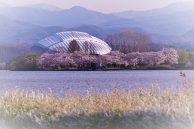 木場潟公園の桜＆こまつドーム