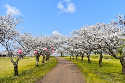 木場潟公園の桜＆こまつドーム