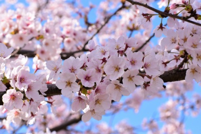 木場潟公園北園地