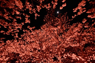 夜桜ライトアップ（カヌー競技場周辺）