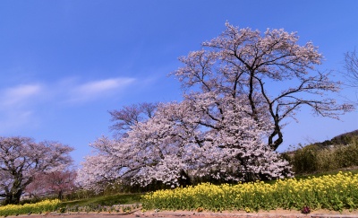 う川古代桜広場