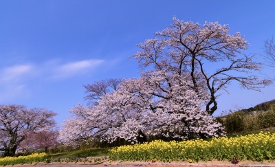 う川古代桜広場