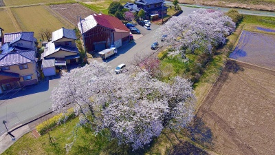 う川古代桜広場