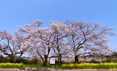 う川古代桜広場