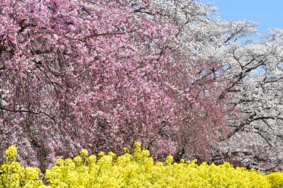 う川古代桜広場