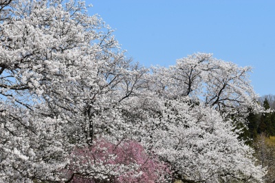 う川古代桜広場