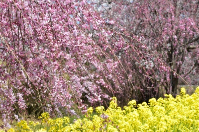 う川古代桜広場