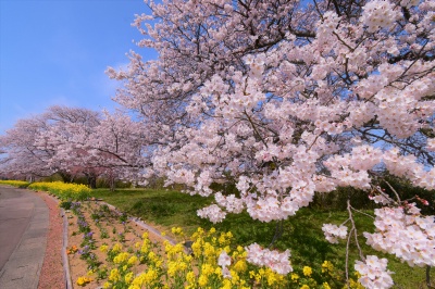 う川古代桜広場