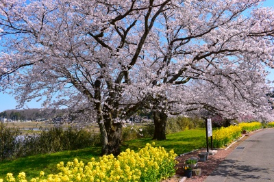 う川古代桜広場