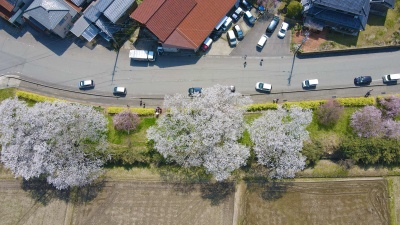 う川古代桜広場