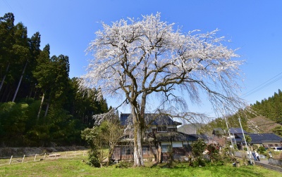 古民家の横に立つ一本のしだれ桜　”千恵子桜”