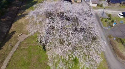 上空からの　”千恵子桜”