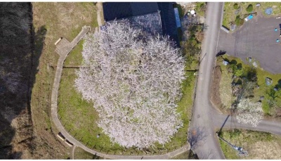 上空からの　”千恵子桜”