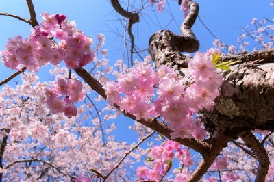 芦城公園