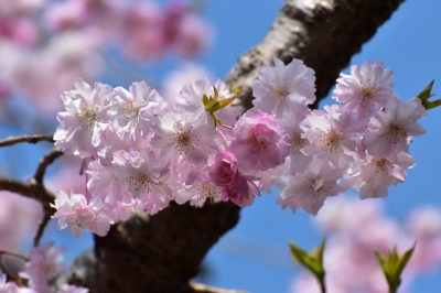 芦城公園